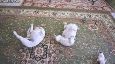Гифка Собаки катаются по ковру
