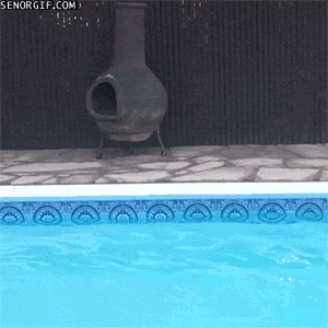 Гифка Мопс в бассейне
