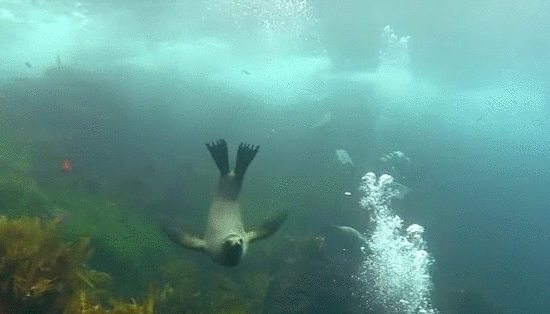 Гифка Тюлень под водой