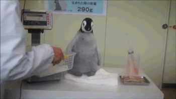 Гифка Пингвинёнок не хочет чтобы его поднимали