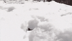 Гифка Котята в снегу