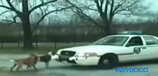 Гифка Собаки напали на машину полиции