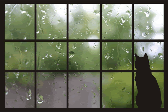 Гифка Кот и дождь за окном