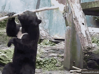Гифка Медведь показывает своё умение обращаться с палкой