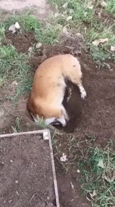 Гифка Собака копает яму
