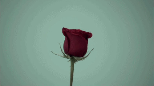 Гифка Взрыв цветка розы