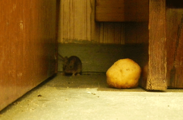 Гифка Домовая мышь