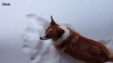 Гифка Корги прыгает в снег