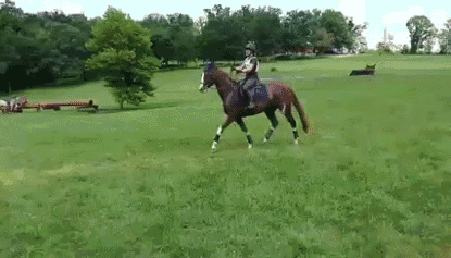 Гифка Лошадь первый раз преодолевает препятствие