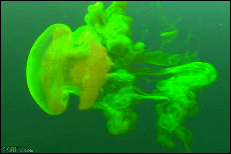 Гифка Зелёная медуза