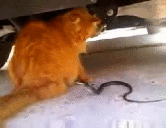 Гифка Кот играет со змеёй
