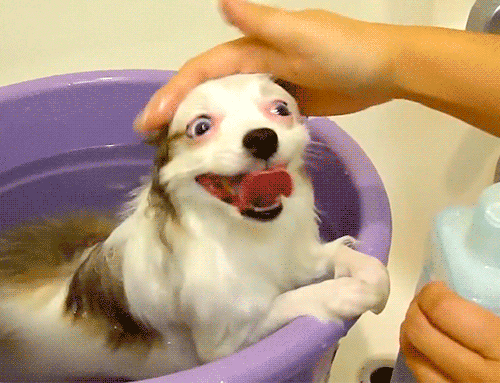 Гифка Собака любит мыться