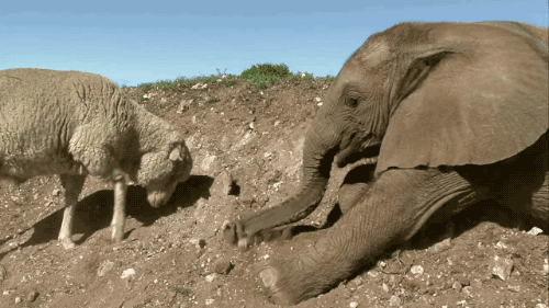 Гифка Слонёнок и баран