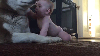 Гифка Младенец играет с собакой