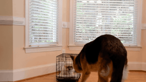 Гифка Овчарка спасает мини-собаку