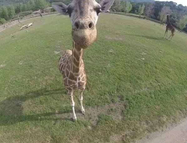 Гифка Любопытный жираф