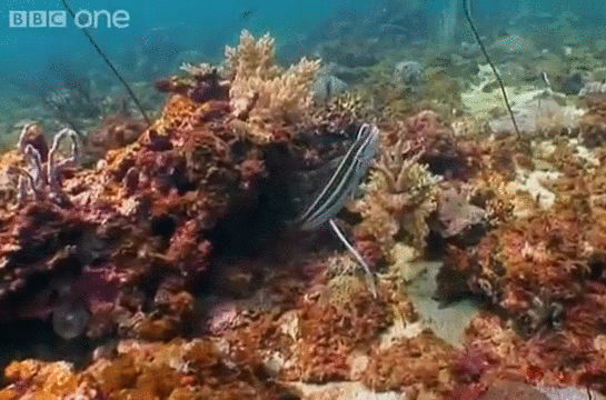 Гифка Подводный охотник