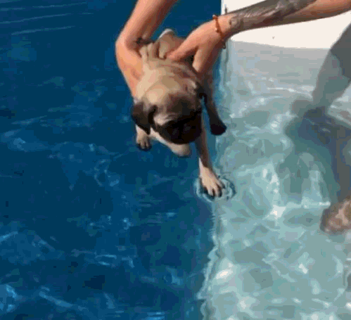 Гифка Щенок мопса учится плавать