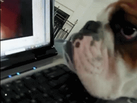 Гифка Собака смотрит видео
