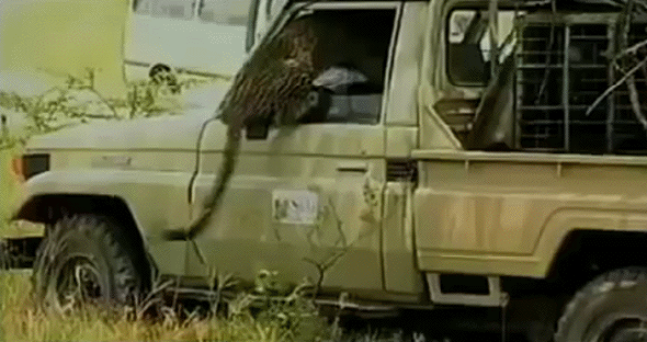Гифка Леопард атаковал водителя