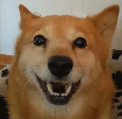 Гифка Собака улыбается
