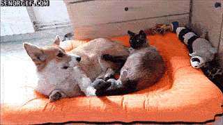 Гифка Кошка с собакой делят кровать