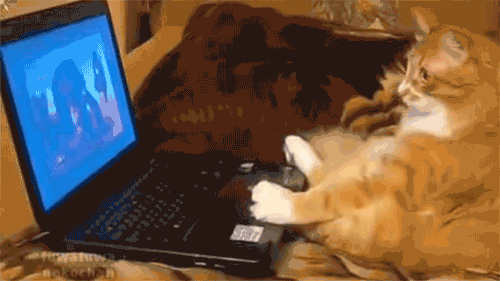 Гифка Кот смотрит фильм в ноутбуке