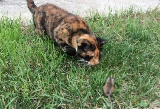 Гифка Мышка атакует кошку