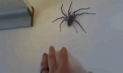 Гифка Попытка поймать паука голыми руками