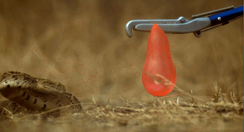 Гифка Змея нападает на шарик с водой