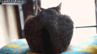 Гифка Кошка на вращающейся подушке