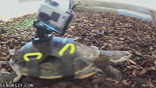 Гифка Черепаха с камерой GoPro