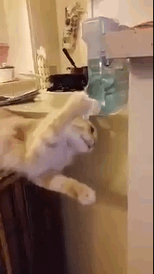Гифка Кот пьёт воду из кулера