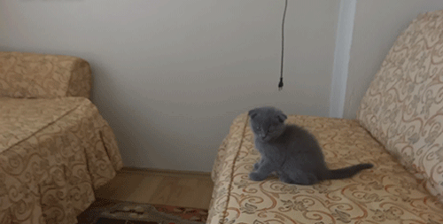 Гифка Котёнок прыгает с кровати на кровать