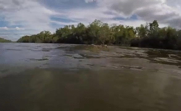 Гифка Аллигатор атакует из воды
