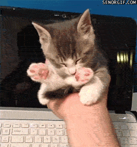 Гифка Котёнок спит в руке