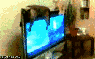 Гифка Кошка на телевизоре