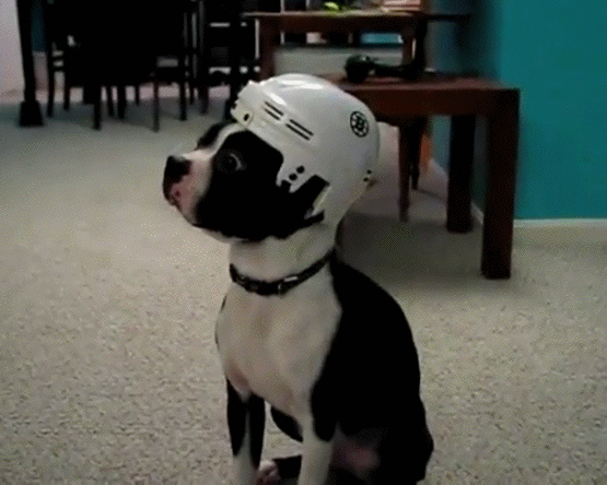 Гифка Пёс в хоккейном шлеме