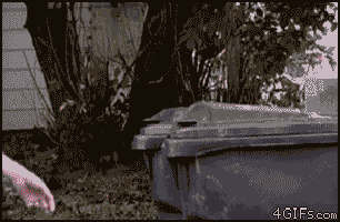 Гифка Белка в мусорном контейнере