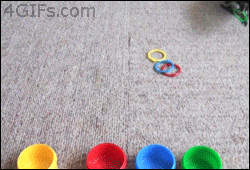 Гифка Попугай решает задачу на цвета
