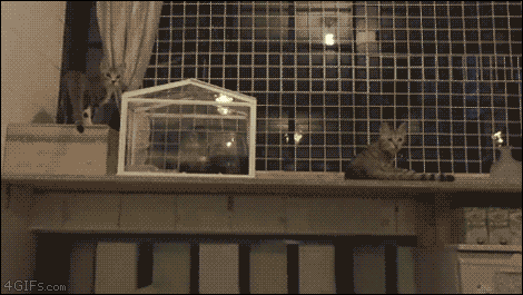 Гифка Синхронный прыжок кошек