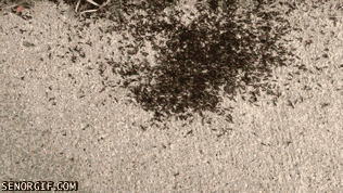 Гифка Рисование на муравьях
