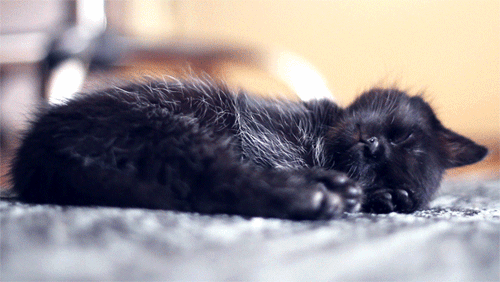 Гифка Черный котёнок спит