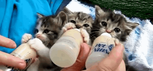 Гифка Кормление трёх котят из бутылочки