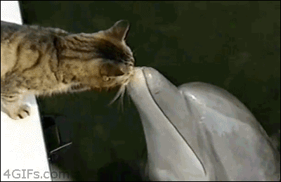 Гифка Кошка и дельфин