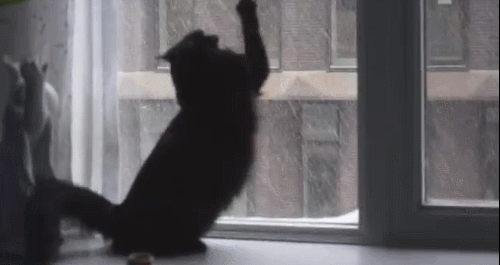 Гифка Кошка и непогода за окном