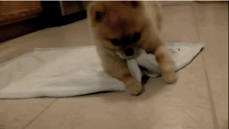 Гифка Собака укутывается в одеяло