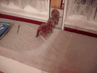 Гифка Котёнок против зеркала
