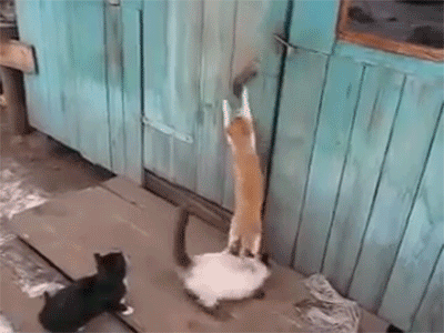 Гифка Коты открывают дверь