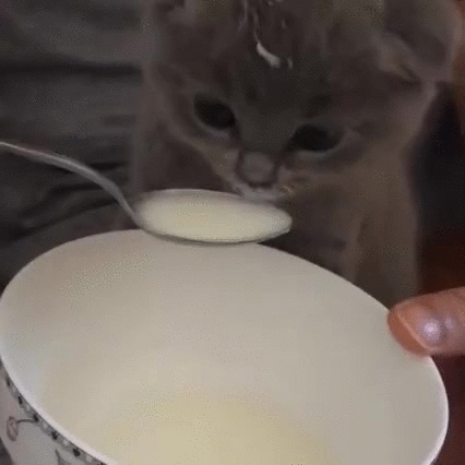 Гифка Котёнок пьёт молоко из ложечки